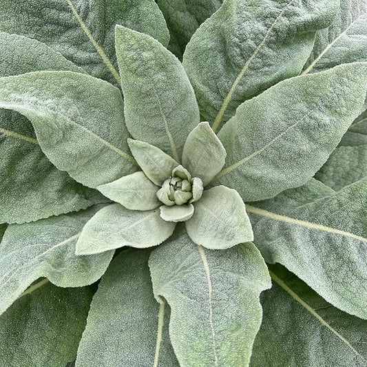 Plant Good Seed Organic Common Mullein Seeds for Planting: Medicinal Tea Herb, Yellow Flowers - 250 Seed Packet
