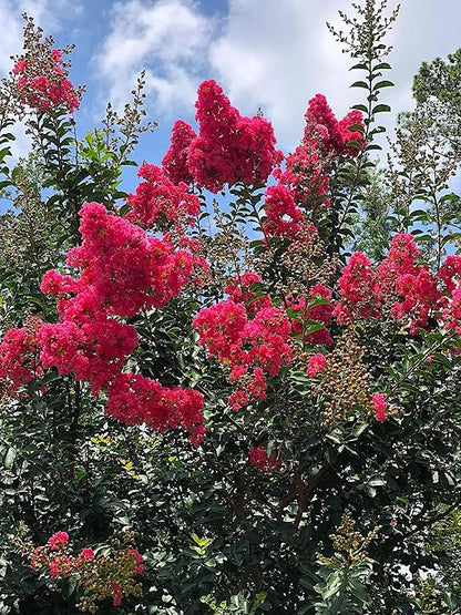 Crape Myrtle & All Flowering Trees Desert Willow Mimosa Orchid Tree Indoor Outdoor Container Grown Granular Fertilizer NutriStar 10-15-9 (25 lb.)