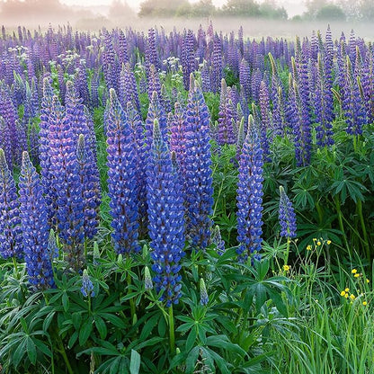 Outsidepride Wild Blue Perennial Lupine Seeds - 5 Lbs. Self-Sowing, Cold Hardy & Frost Tolerant Wildflower Seeds for Fall Planting, Ideal for Attracting Pollinators & Hummingbirds
