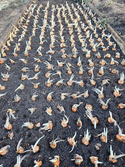 3 Saffron Sativus Crocus Corms - Huge 10+ cm Corms for Planting - Saffron Crocus Bulbs with Complete Planting Instructions - Premium Crocus Sativus Bulbs for 2025 Garden Harvest