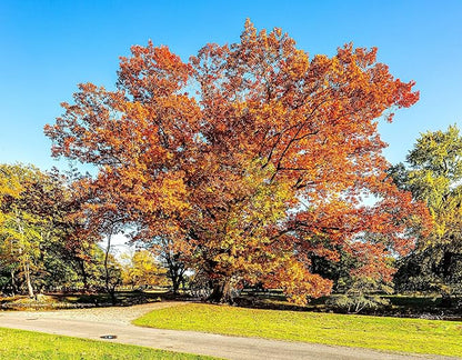 TomorrowSeeds - Red Oak Tree Seeds - 5+ Count - for 2026 Planting Quercus Rubra Borealis American Leaf Purple Maple Northern Virginia Birch Beech Acorn Landscape Trees Perennial Grow Your Own Home
