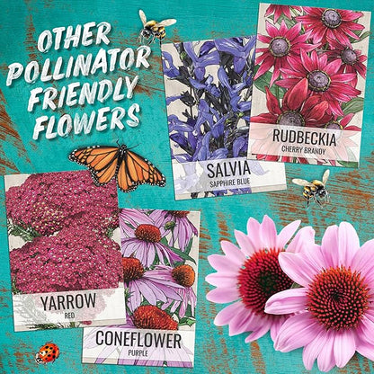 Seed Needs, Scarlet Red Sage Seeds - 800 Heirloom Seeds for Planting Salvia coccinea - Perennial Wildflower for an Outdoor Garden, Open Pollinated & Attracts Pollinators (1 Pack)