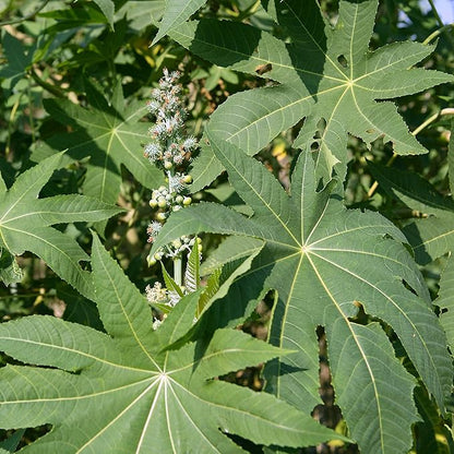 Outsidepride Zanzibariensis Castor Bean Seeds - 50 Pcs Annual Quick-Growing Tropical Flower Seeds for Planting Vibrant Foliage & Colorful Blooms for Eye-Catching Borders, Gardens & Landscapes