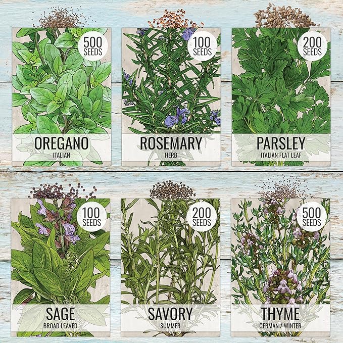 Seed Needs Herb Seeds Variety Pack Culinary Herb Collection (12 Individual Packets for Planting Indoors or Outdoors) Grow Your Own Herb Garden - Heirloom, Non-GMO