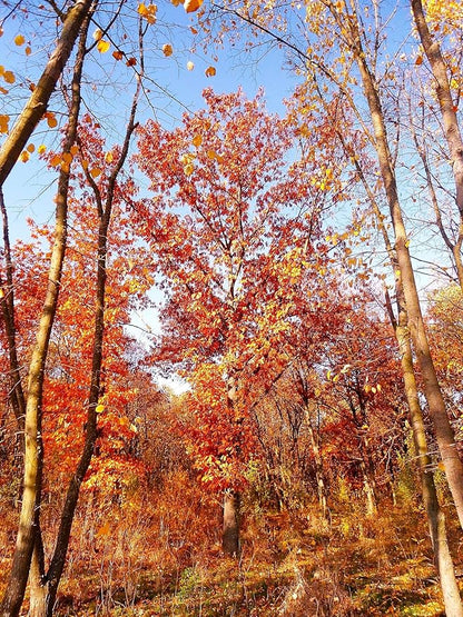 TomorrowSeeds - Red Oak Tree Seeds - 15+ Count - for 2026 Planting Quercus Rubra Borealis American Leaf Purple Maple Northern Virginia Birch Beech Acorn Landscape Trees Perennial Grow Your Own Home