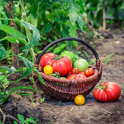 Augason Farms Vegetable Garden Seeds 13 Variety 1 lb No. 10 Can