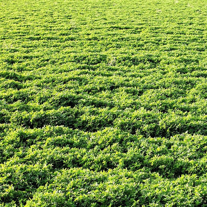 Outsidepride Perennial Alfalfa Seeds for Planting - 5 lbs High Yield, Nitrocoated, Inoculated Winter Hardy Forage Legume Seeds for Growing Lush Green Grass Lawns, Pastures, & Hay for Livestock