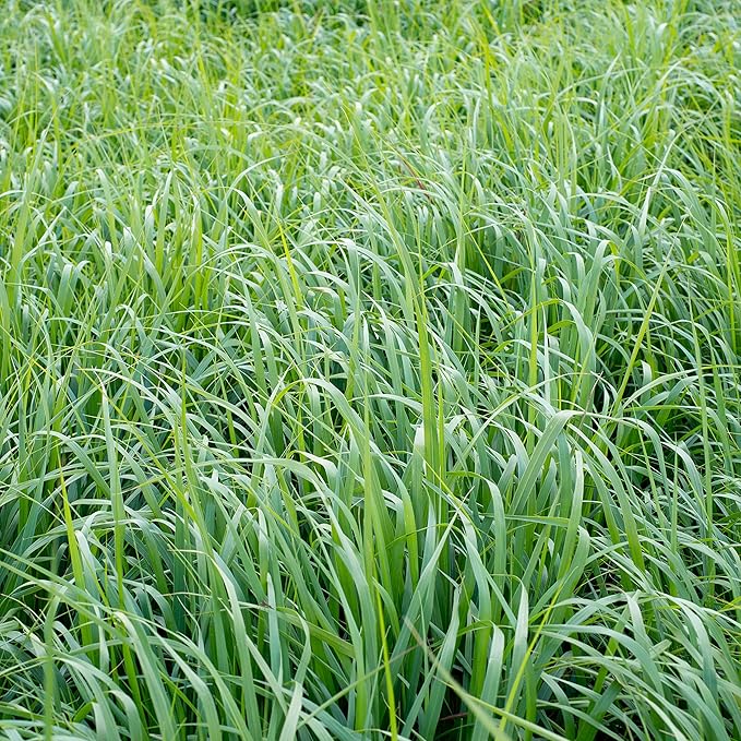 Outsidepride Switchgrass Seed - 5 lbs. Perennial Hardy, Drought & Flood Tolerant Native Grass Seed Ideal Fast-Growing Grasses for Erosion Control, Wildlife Forage & Food Plots, Thrives in Poor Soil