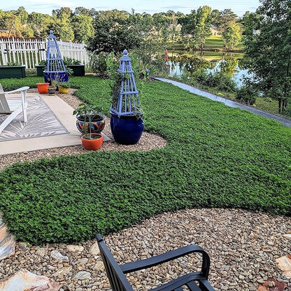 Outsidepride Perennial White MiniClover Seed - 2 lb. Dwarf, Small-Leaved, Drought & Wear-Tolerant Micro Clover Seeds for Lawn, Ideal Low-Maintenance & Easy to Grow Ground Cover Seeds for Home Yard