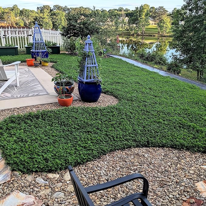 Outsidepride Perennial White MiniClover Seed - 5 lb. Dwarf, Small-Leaved, Drought & Wear-Tolerant Micro Clover Seeds for Lawn, Ideal Low-Maintenance & Easy to Grow Ground Cover Seeds for Home Yard