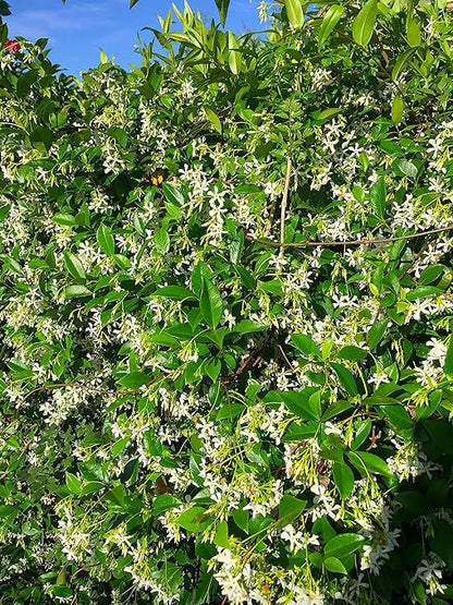 Nelson - Trees, Shrubs, & Evergreens Plant Food for In-Ground, Containers, & Patios, Granular Fertilizer, NutriStar 21-6-8 (25 lb.)